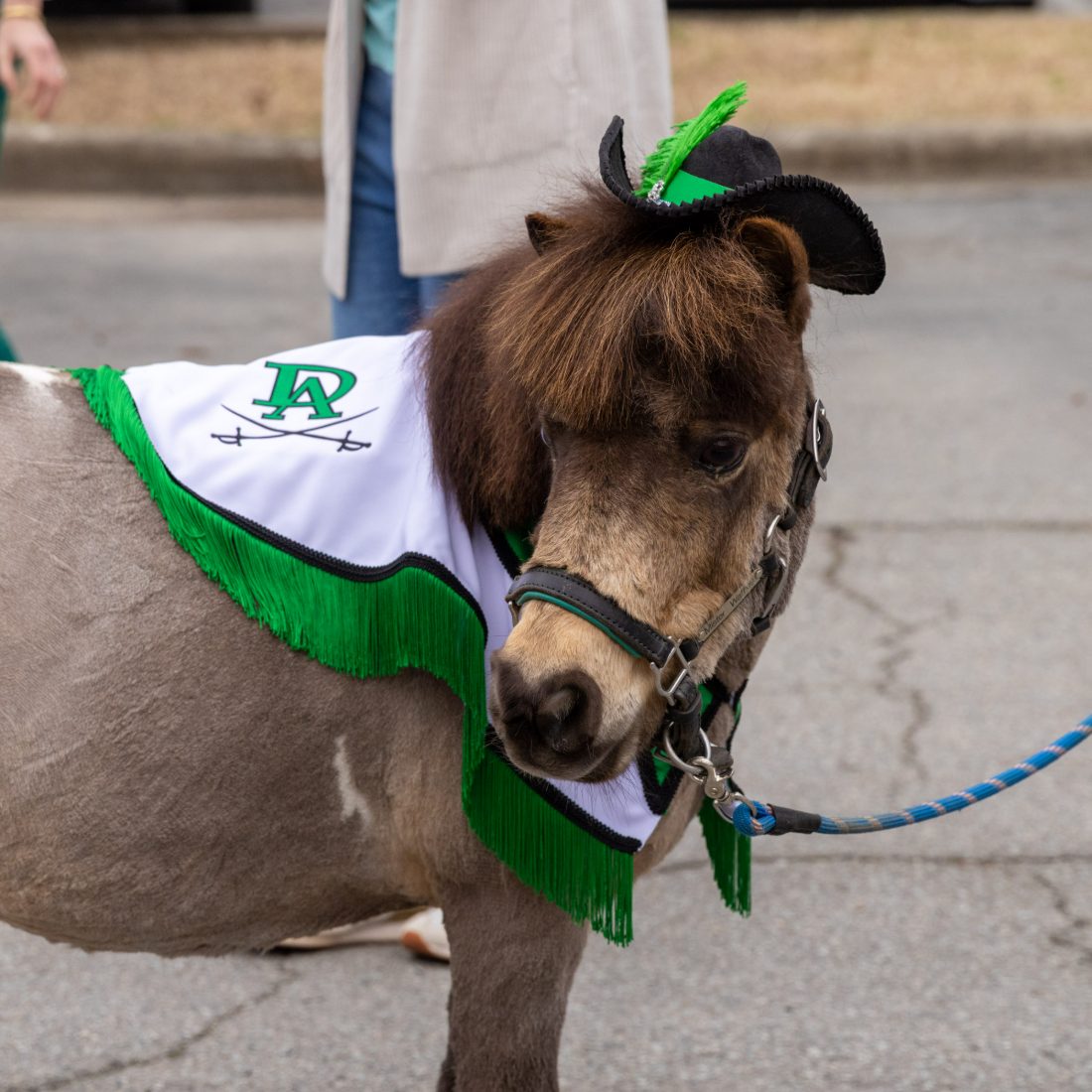 Mister Waffles dressed up for a parade