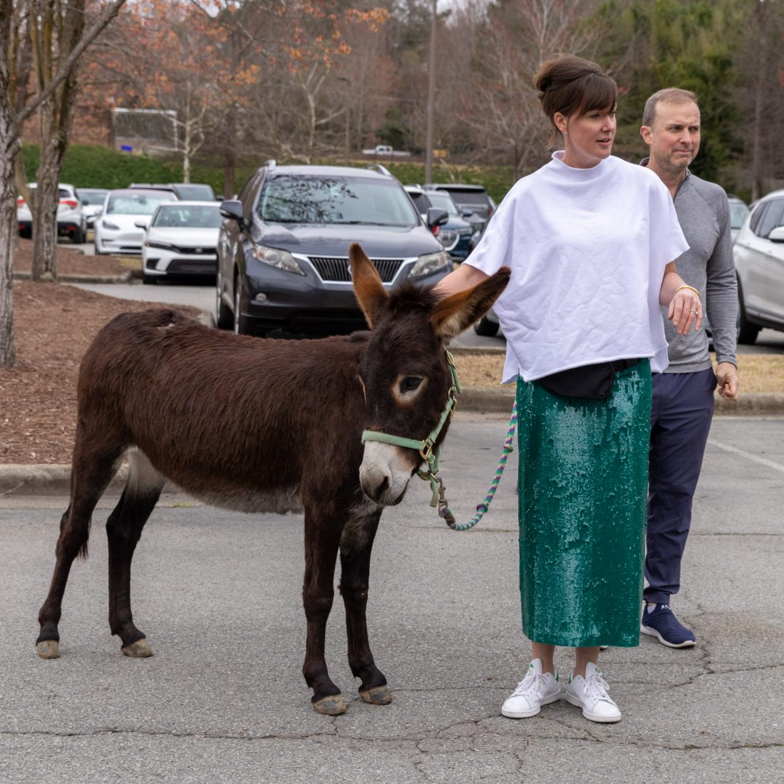 Zoey the therapy donkey with visitors